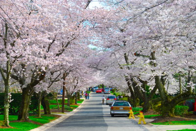 Cherry Blossom-Washington DC