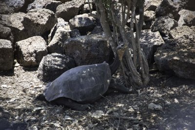 Giant Tortoise