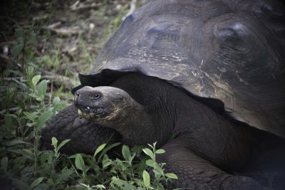 Giant Tortoise