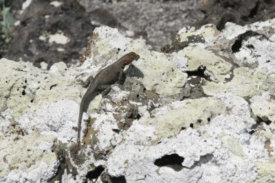 Lava Lizard