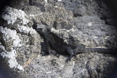 Marine Iguana