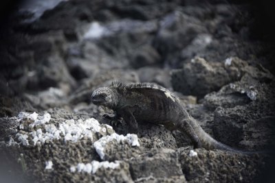 Marine Iguana