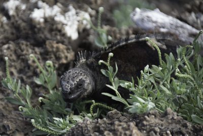 Marine Iguana