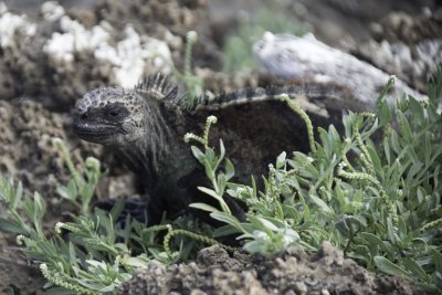 Marine Iguana