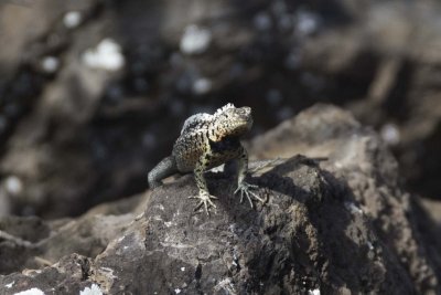 Lava Lizard