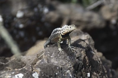 Lava Lizard