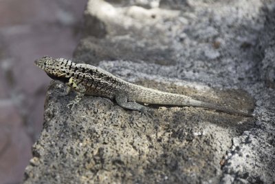 Lava Lizard