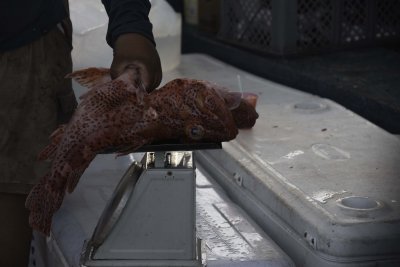 Boat Dock - unloading the fish