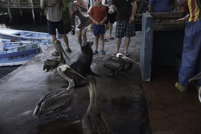 Boat Dock - unloading the fish