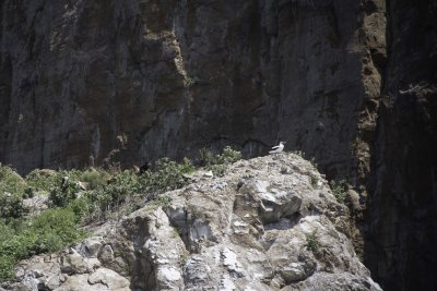 my one and only sighting of a Blue Footed Booby