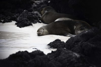 Sea Lions