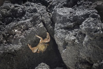 Local Crab