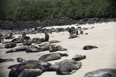 Sea Lions