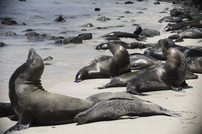 Sea Lions