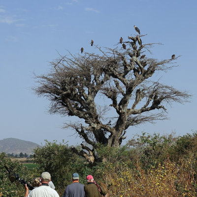 Marabou Storks, Hooded Vultures, Yellow-billed Kites