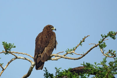 Tawny Eagle