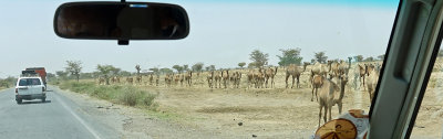 Roadside camels