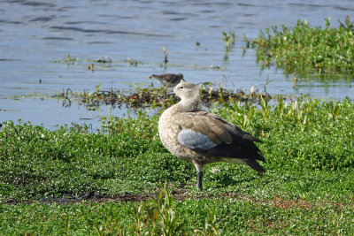 Birds of Ethiopia