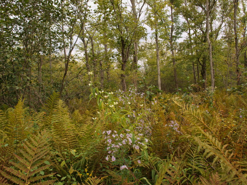Glacial Kettle Lake - Swamp Forest
