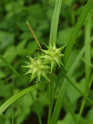 Carex grayi (Gray’s Sedge)