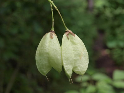 Staphylea trifolia (Bladdernut)