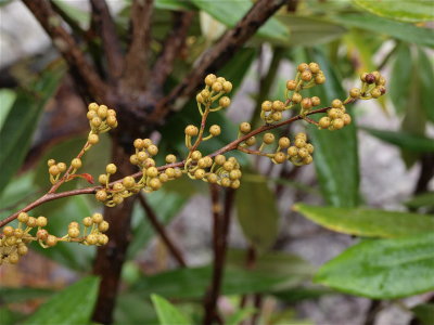 Lyonia ligustrina (Maleberry)