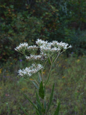 Eupatorium altissimum (Tall Thoroughwort)