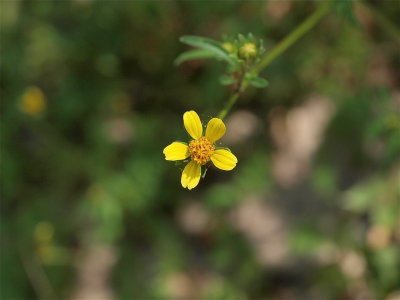 Bidens bipinnata (Spanish Needles)