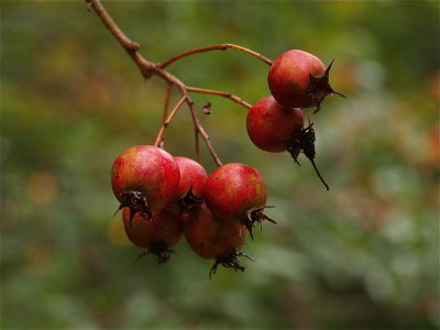 Crataegus species (Hawthorn)