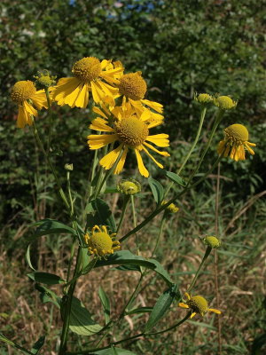 Helenium autumnale (Sneezeweed)