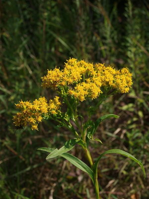 Solidago riddellii (Riddell’s Goldenrod)