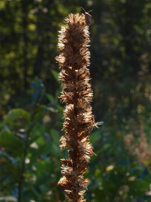 Liatris spicata (Dense Blazing-Star)