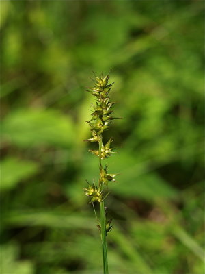 Carex rosea (Rosy Sedge)