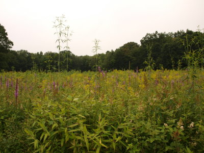 Relict Prairie with Dense Blazing-Star