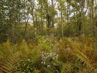 Glacial Kettle Lake - Swamp Forest