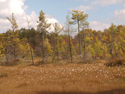 Glacial Bog - Open Mat with Tawny Cotton-Sedge