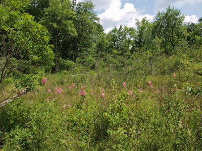 Glacial Fen - Opening with Queen-of-the-Prairie