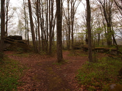 Rocky Upland Forest