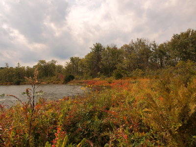 Glacial Kettle Lake - Wetland Shoreline