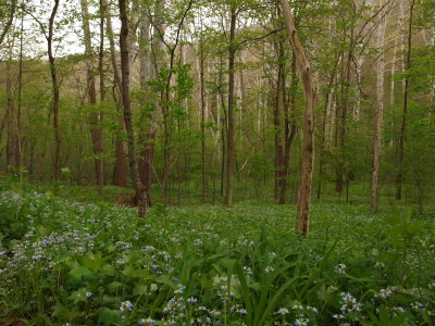 Rich Floodplain Forest with Blue-Eyed Mary