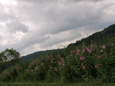 Anthropogenic Lake - Damp Shore with Rose Mallow