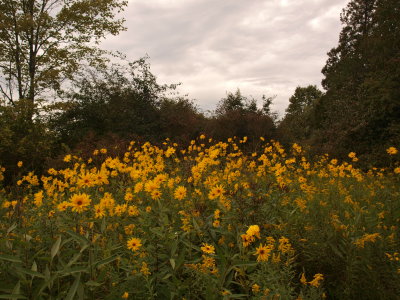 Roadside Meadow with Sunflower