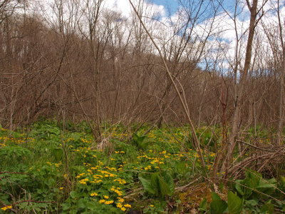 Glacial Fen - Shrub Swamp with Marsh Marigold