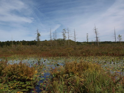 Glacial Kettle Lake - Outlet Marsh