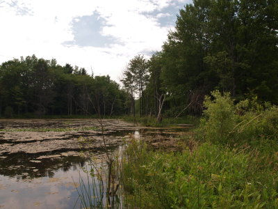 Beaver Pond