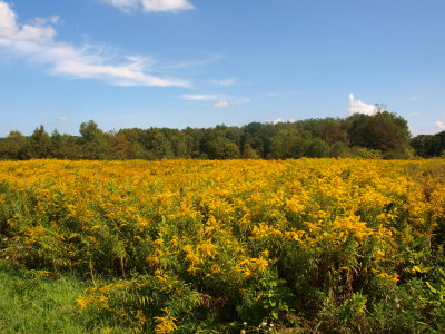 Successional Field with Tall Goldenrod