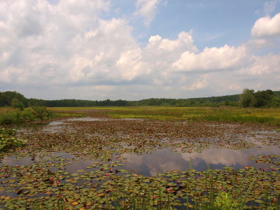Open Marsh