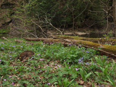 Rich Floodplain Forest and Stream