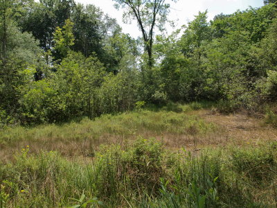 Glacial Fen - Opening with Seeps