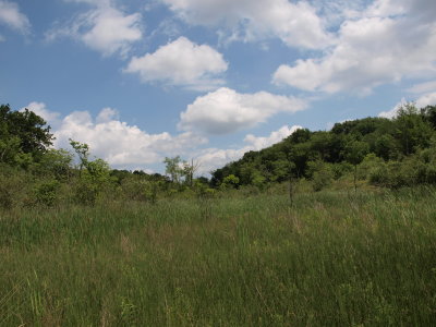 Glacial Fen - Opening with Cattail